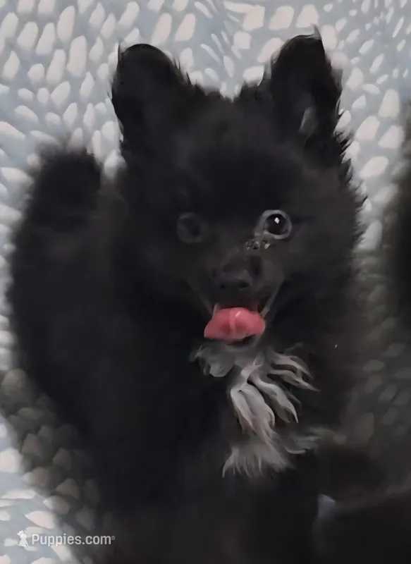 Pomeranian  – Pomeranian puppy for sale in Pe Ell, WA