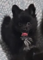Pomeranian , a female Pomeranian for sale in Pe Ell, WA – Photo 1 of 4