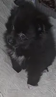 Pomeranian , a female Pomeranian for sale in Pe Ell, WA – Photo 6 of 6