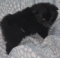 Pomeranian , a female Pomeranian for sale in Pe Ell, WA – Photo 1 of 6
