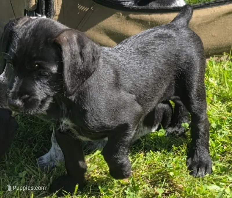 Mandy – Miniature Schnauzer, Pointer puppy for sale in Pe Ell, WA