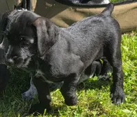 Mandy, a female Miniature Schnauzer and Pointer for sale in Pe Ell, WA – 1 of 1