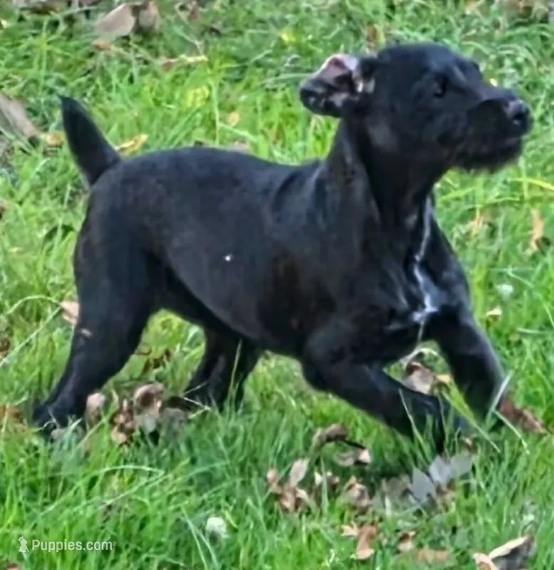 Mandy – Miniature Schnauzer, Pointer puppy for sale in Pe Ell, WA