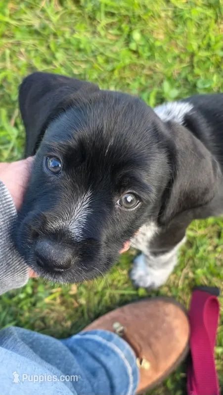 Boy1 – Miniature Schnauzer, Pointer puppy for sale in Pe Ell, WA