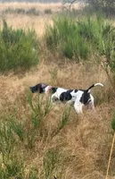 Piper, a female Pointer for sale in Pe Ell, WA – Photo 5 of 10