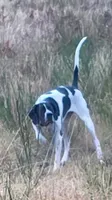 Piper, a female Pointer for sale in Pe Ell, WA – Photo 4 of 10