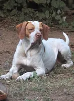 Piper, a female Pointer for sale in Pe Ell, WA – Photo 6 of 10