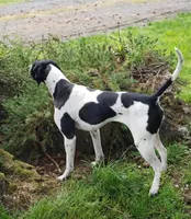 Piper, a female Pointer for sale in Pe Ell, WA – Photo 9 of 10
