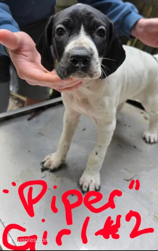 Piper, a female Pointer for sale in Pe Ell, WA – Photo 1 of 10
