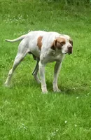Piper, a female Pointer for sale in Pe Ell, WA – Photo 10 of 10