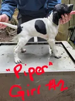 Piper, a female Pointer for sale in Pe Ell, WA – Photo 3 of 10