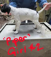 Piper, a female Pointer for sale in Pe Ell, WA – Photo 2 of 10
