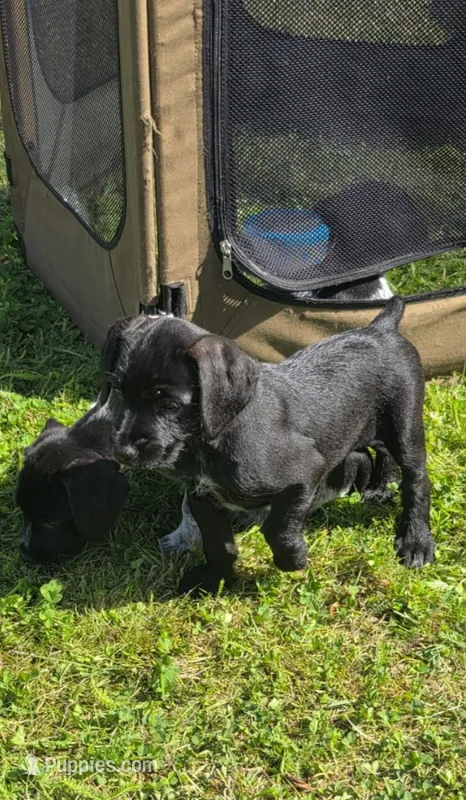 Girl2 – Miniature Schnauzer, Pointer puppy for sale in Pe Ell, WA