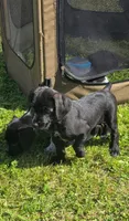 Girl2, a female Miniature Schnauzer and Pointer for sale in Pe Ell, WA – 1 of 1