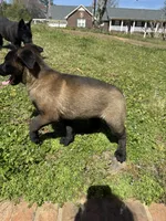 Belgian Malinois 2 , a female Belgian Malinois for sale in Rogersville, AL – Photo 2 of 2