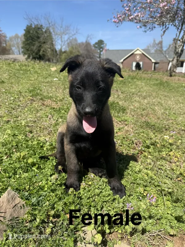 Belgian Malinois 2  – Belgian Malinois puppy for sale in Rogersville, AL