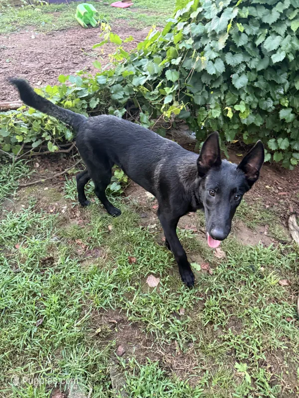 Hank  – Belgian Malinois puppy for sale in Rogersville, AL