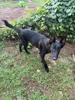 Hank , a male Belgian Malinois for sale in Rogersville, AL – 1 of 2