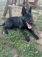 Hank , a male Belgian Malinois for sale in Rogersville, AL – 2 of 2