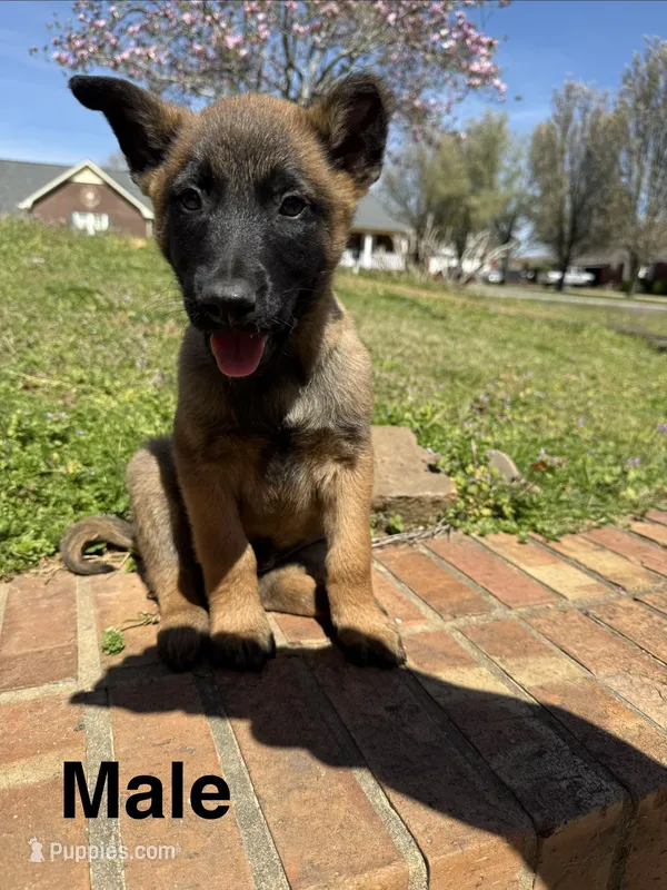 Belgian Malinois 3  – Belgian Malinois puppy for sale in Rogersville, AL