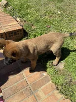 Belgian Malinois 3 , a male Belgian Malinois for sale in Rogersville, AL – Photo 2 of 2