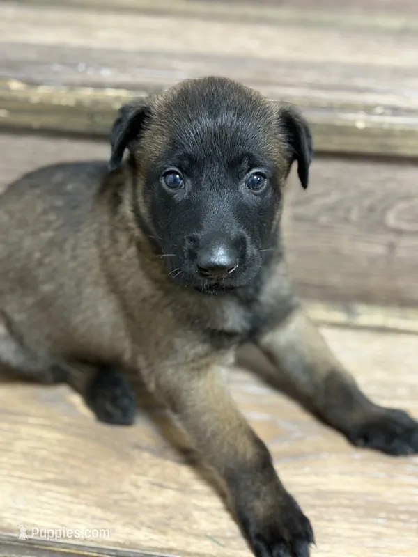 Male Malinois Puppy  – Belgian Malinois puppy for sale in Rogersville, AL
