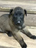 Male Malinois Puppy , a male Belgian Malinois for sale in Rogersville, AL – 1 of 2