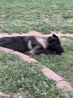 Puppy 4 , a male Belgian Malinois for sale in Rogersville, AL – Photo 4 of 4