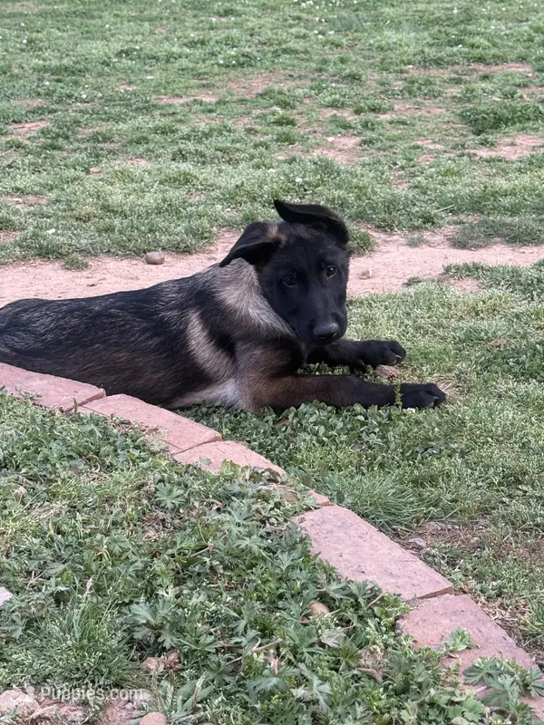 Puppy 4  – Belgian Malinois puppy for sale in Rogersville, AL