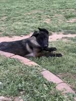 Puppy 4 , a male Belgian Malinois for sale in Rogersville, AL – Photo 1 of 4