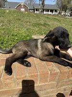 Puppy 4 , a male Belgian Malinois for sale in Rogersville, AL – Photo 2 of 2