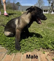 Puppy 4 , a male Belgian Malinois for sale in Rogersville, AL – Photo 1 of 2