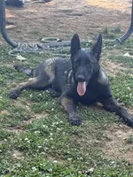 Malinois Puppy , a female Belgian Malinois for sale in Rogersville, AL – 9 of 9
