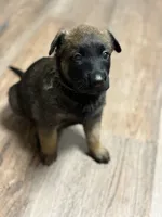 Female Malinois puppy , a female Belgian Malinois for sale in Rogersville, AL – 2 of 2
