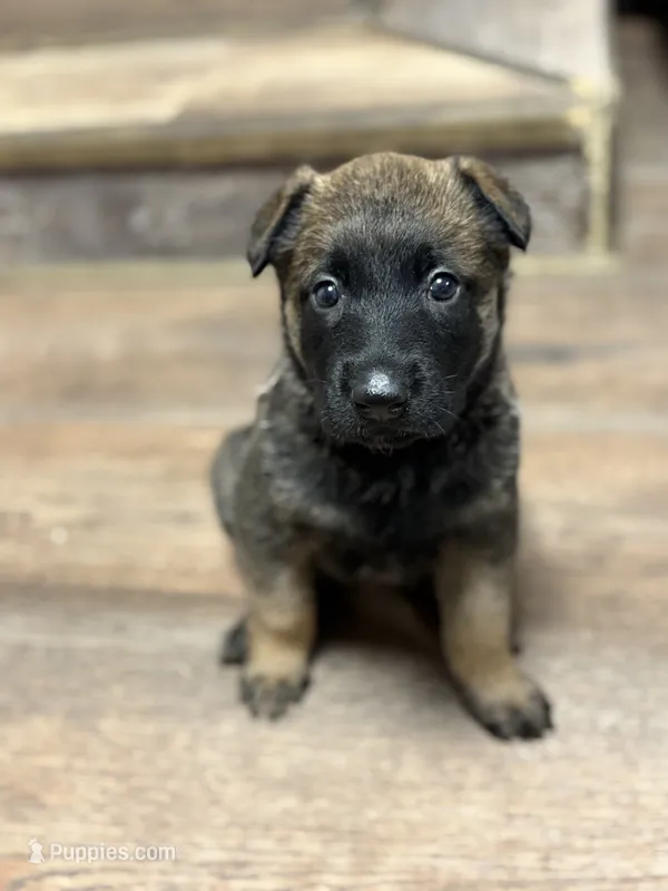 Female Malinois puppy  – Belgian Malinois puppy for sale in Rogersville, AL