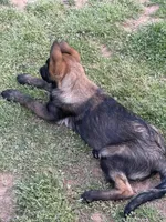 Malinois Puppy , a female Belgian Malinois for sale in Rogersville, AL – Photo 6 of 8