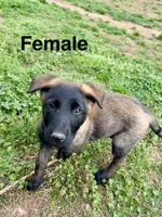Malinois Puppy , a female Belgian Malinois for sale in Rogersville, AL – Photo 1 of 2
