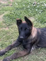 Malinois Puppy , a female Belgian Malinois for sale in Rogersville, AL – Photo 1 of 8