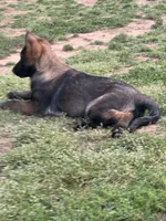 Malinois Puppy , a female Belgian Malinois for sale in Rogersville, AL – Photo 5 of 8