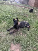 Malinois Puppy , a female Belgian Malinois for sale in Rogersville, AL – Photo 8 of 8