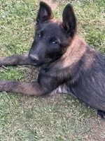 Malinois Puppy , a female Belgian Malinois for sale in Rogersville, AL – Photo 7 of 8