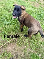 Malinois Puppy , a female Belgian Malinois for sale in Rogersville, AL – Photo 2 of 2