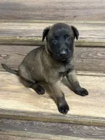 Male Malinois Puppy , a male Belgian Malinois for sale in Rogersville, AL – 2 of 2