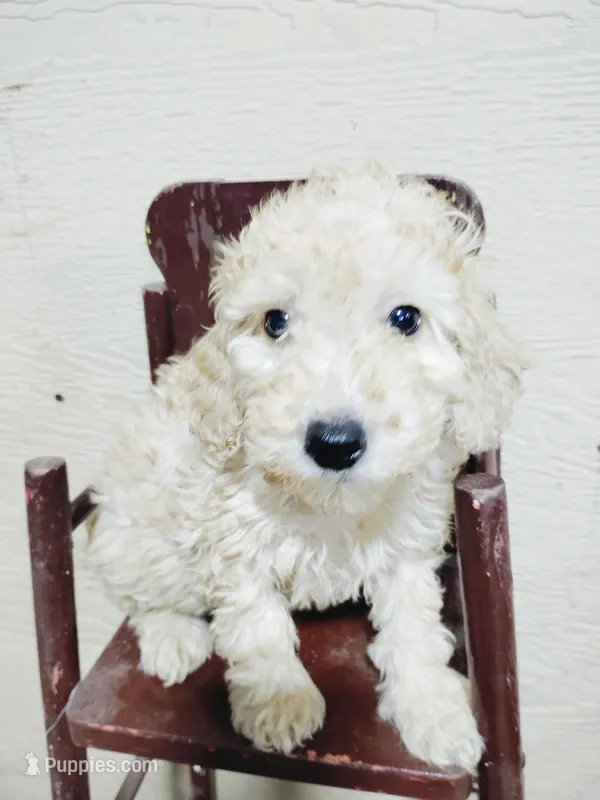 Prince – Miniature Goldendoodle puppy for sale in Hinckley, MN