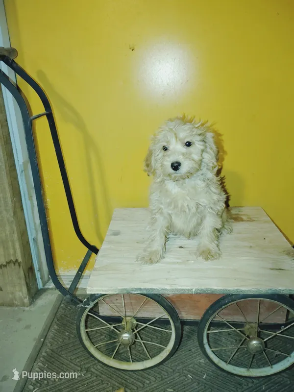 Tan – Miniature Goldendoodle puppy for sale in Hinckley, MN