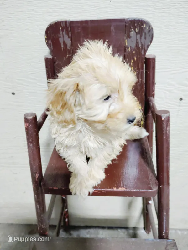 Tan – Miniature Goldendoodle puppy for sale in Hinckley, MN