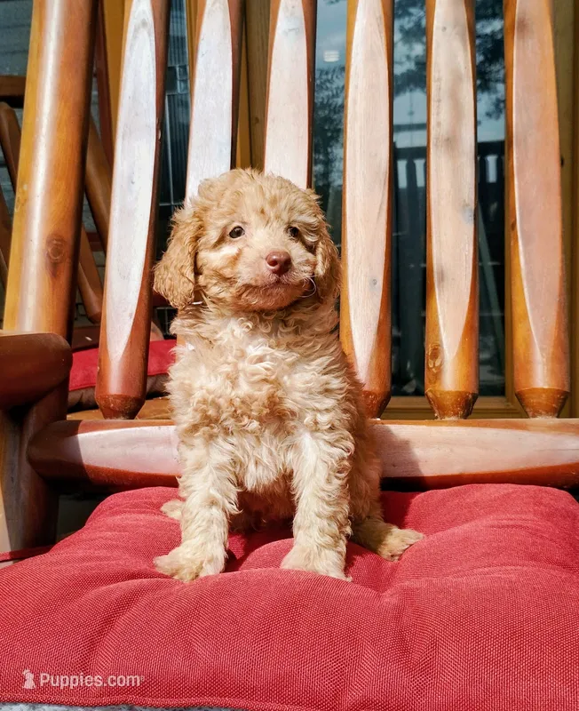Buddy – Miniature Goldendoodle puppy for sale in Hinckley, MN