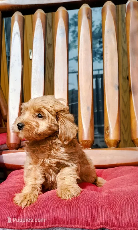 Goldy  – Miniature Goldendoodle puppy for sale in Hinckley, MN