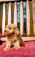 Goldy , a male Miniature Goldendoodle for sale in Hinckley, MN – 1 of 1