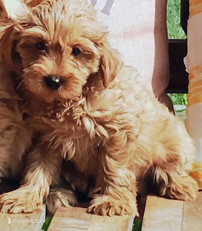 Lucy – Miniature Goldendoodle puppy for sale in Hinckley, MN